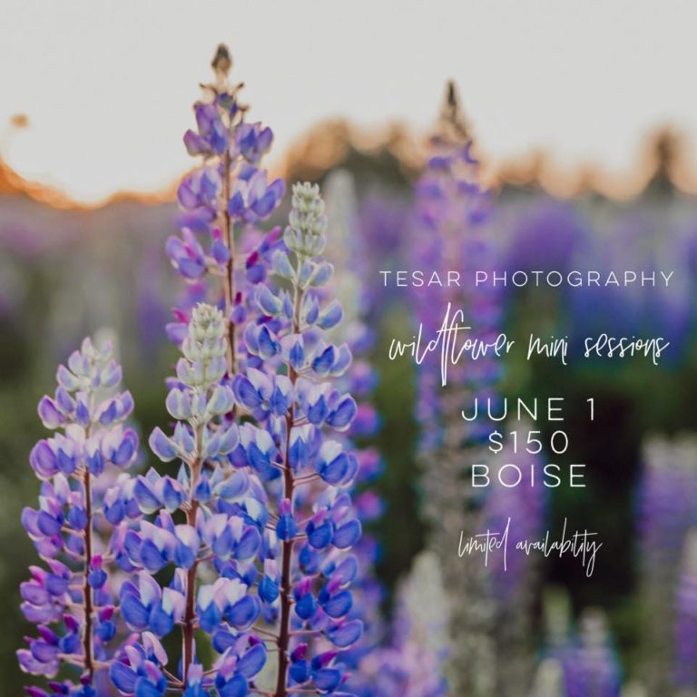 Wildflower Minis | May 2019
