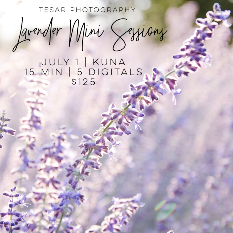 Lavender Minis | July 2019